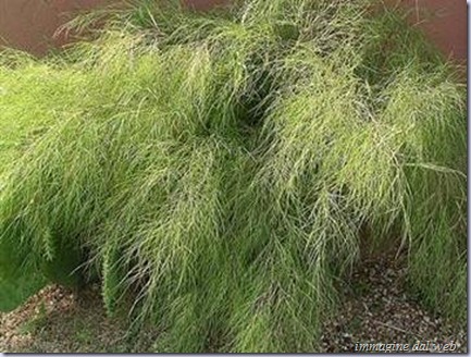 bamboo_muhly_380