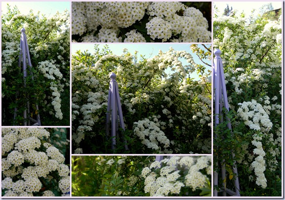Mosaico Spirea Mosaico Spirea