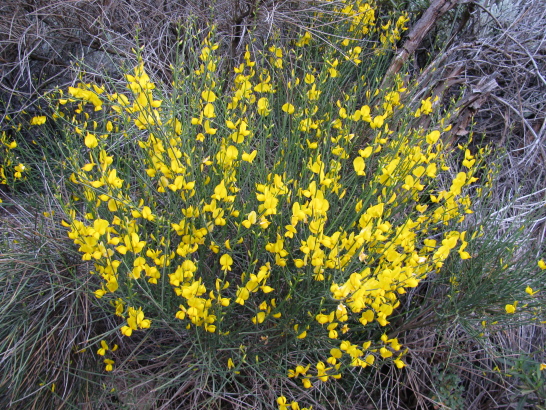 The whole bush of yellow flowers.