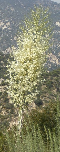 Huge yucca flowers at bottom giving way to bugs ready to burst forth at the top with lots of yucca flowers in between.