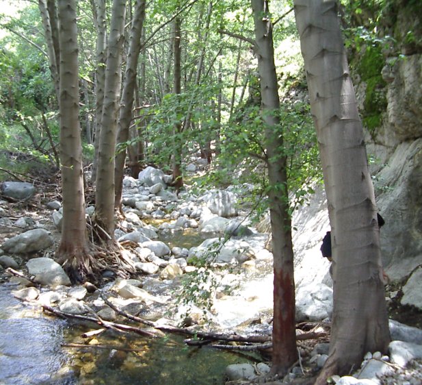 Small segment of creekbed.