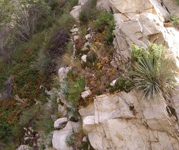 Plants on the opposing canyon wall.