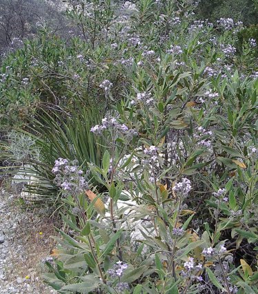 Large bush of small purple flowers along the trailside.