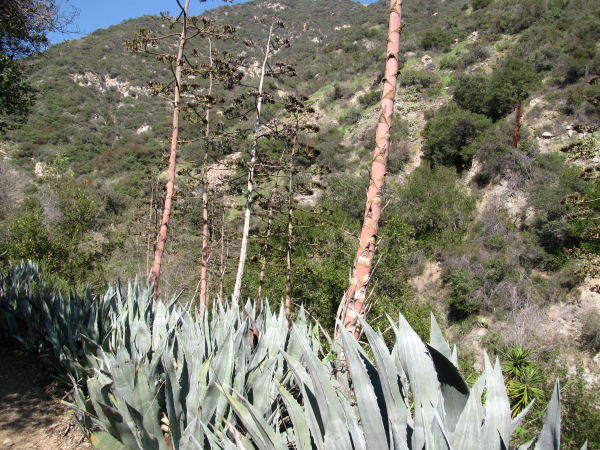 Century plants with towering slalks.