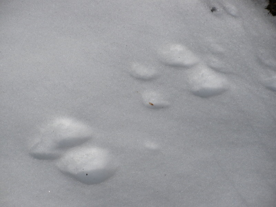 Rabbit prints in snow.
