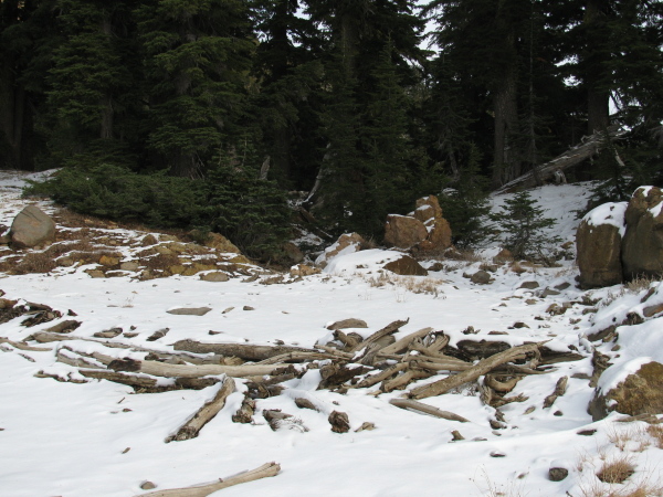 A litter of lumber from a long fallen tree.