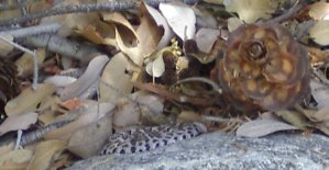 One tiny little rattlesnake, tightly coiled on a rock in the shade.  Note the size of the leaves and the pine cone next to it.
