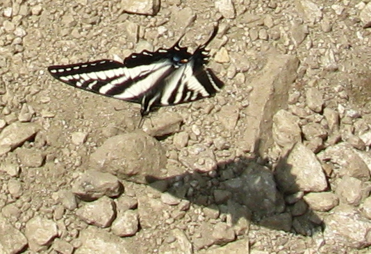 Flying swallow-tail butterfly.