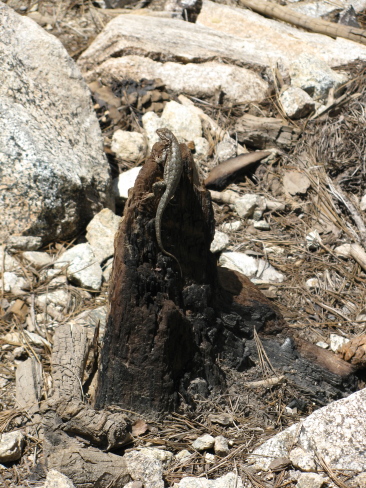 Lizard on a burned stump.
