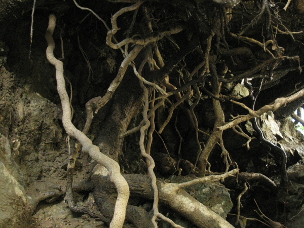 Undermined roots along the side of the trail.
