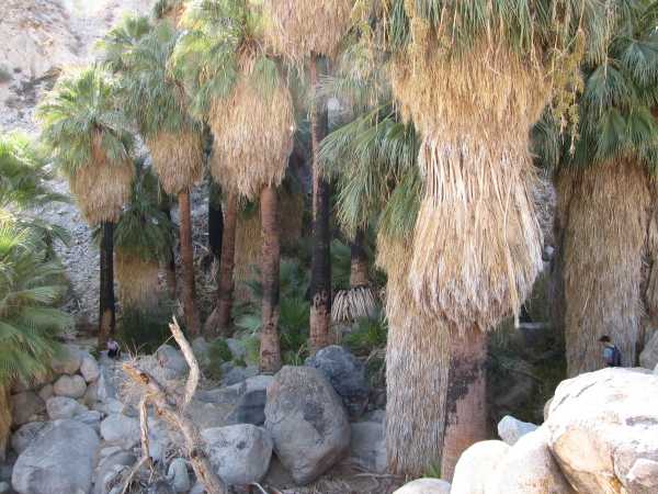 more palms