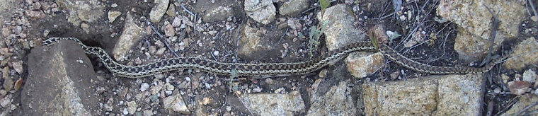 Snake playing dead on the trail.