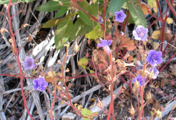little purple flowers