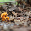 Yellow Foot/Flame-colored chanterelle