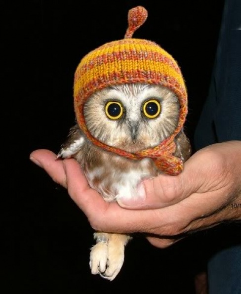 [large_owl_in_a_hat_97131.jpg]
