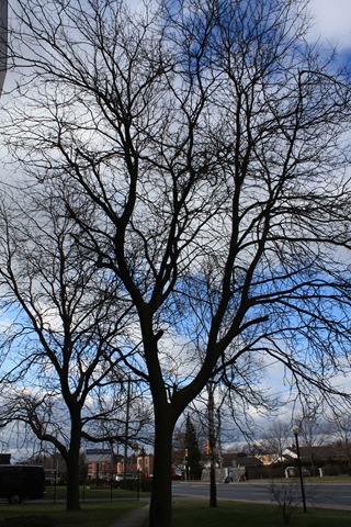 trees (2)