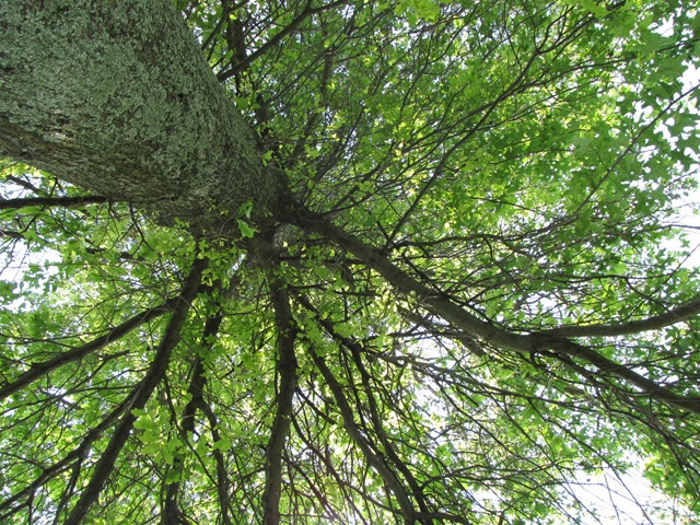 [fireplace 029[4].jpg]