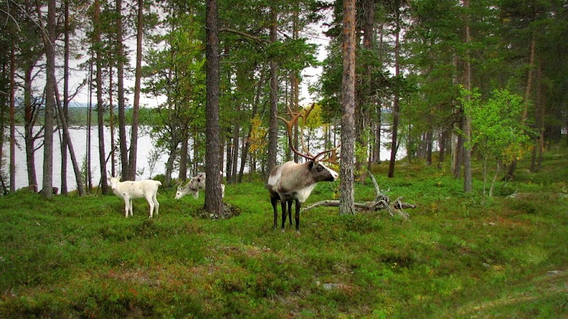 Røros - город рудокопов