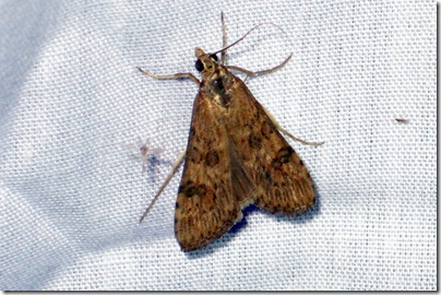 5156 - Nomophila nearctica - Lucerne Moth -02