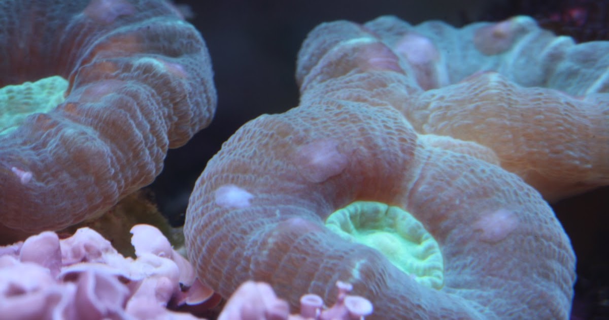 paul-s-reef-flatworms