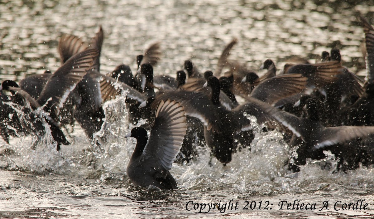 American Coot