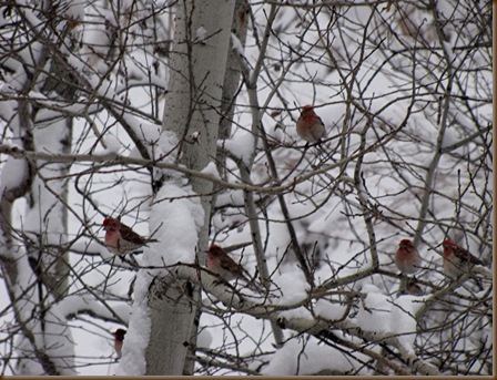 Rosy Finches in May