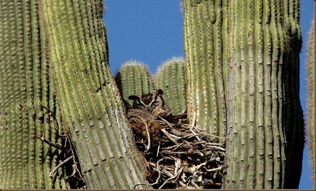McDowell MTN Saguaro & Owl2