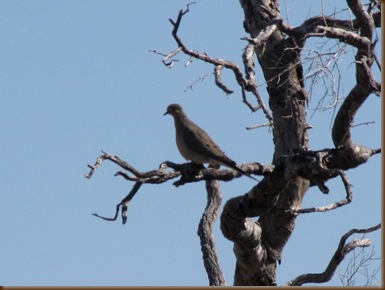 Dove in Arizona
