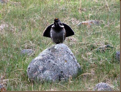 Grouse on a rock