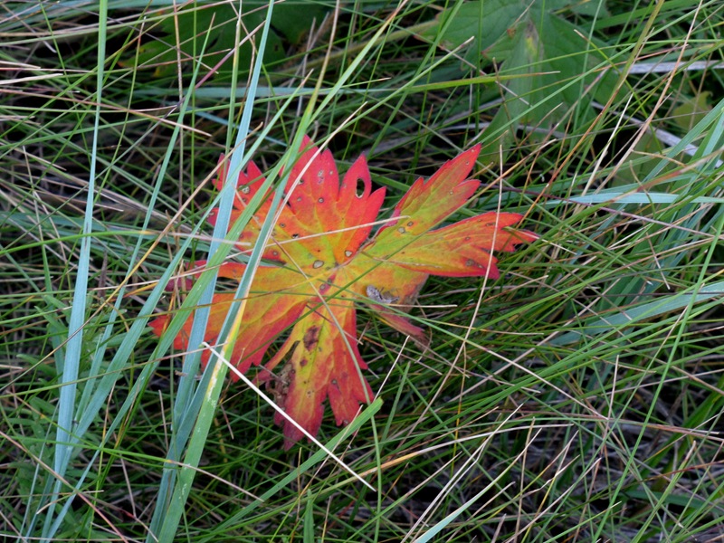 [Early fall leaf[2].jpg]