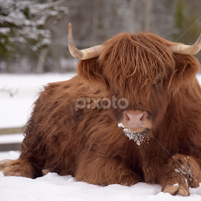 by Kristin Smestad - Animals Other