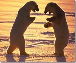 polar-bears-about-to-fight1