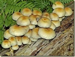 fungus 7