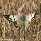 Berger's Clouded Yellow Butterfly