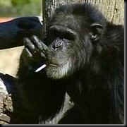 smoking chimp