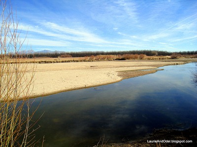 The Rio Grande at Mesilla Valley Bosque State Park, Las Cruces, NM
