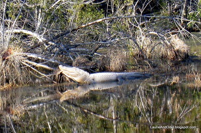 Davis Bayou Alligator