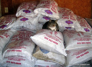 Boss cat on the rice