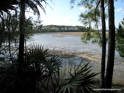 Scene from a hike at Skidaway Island State Park