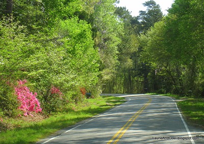 Azalea blooming on the side of a country road.