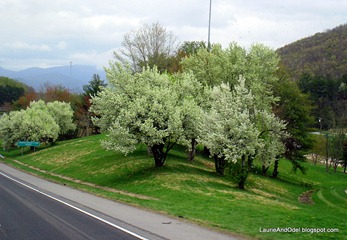Trees blooming along the interstate