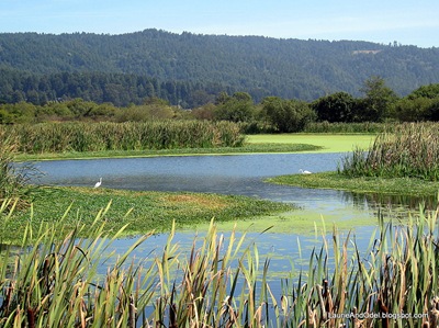 Arcata Marsh
