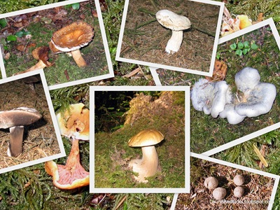 Mushrooms along the Heceta Head trail.