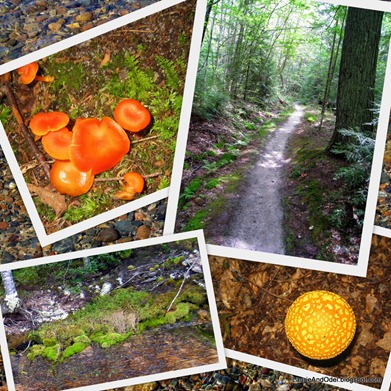Scenes from our walk through the forest on the Mosquito Beach trail.