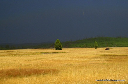 Bison and golden grass