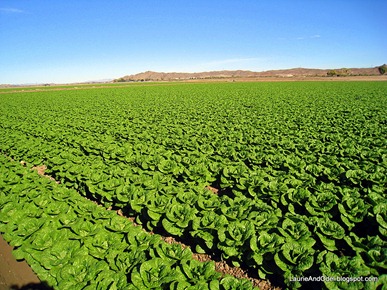 Field of green lettuce