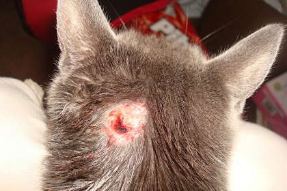 open wound on cat back
