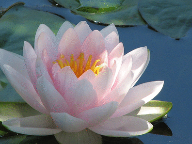 [lotus zen[3].gif]