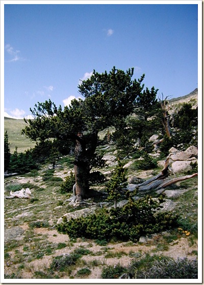 RMbristlecone