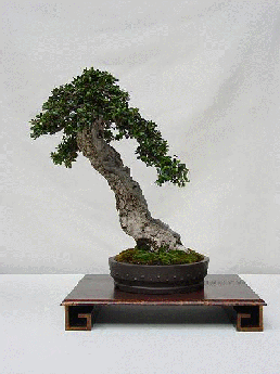 [40_fotos_bonsai_html_73798c3d3.gif]